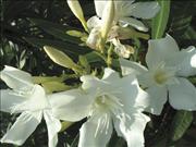 Oleander Afternoon